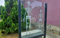 skelet sistem